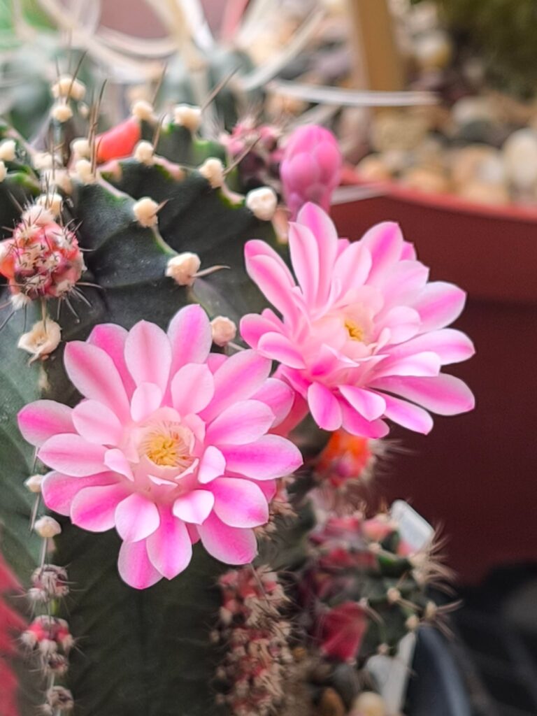 Beautiful flowers from my variegated Gymnos:)