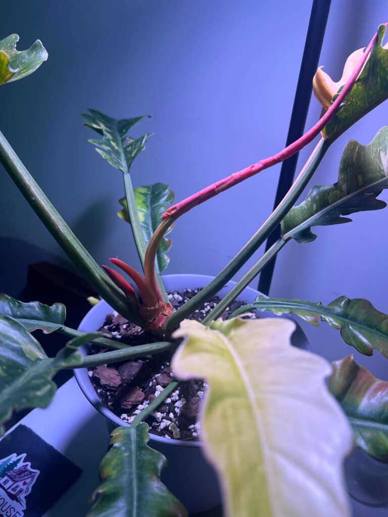 This gal is such a dramatic diva!