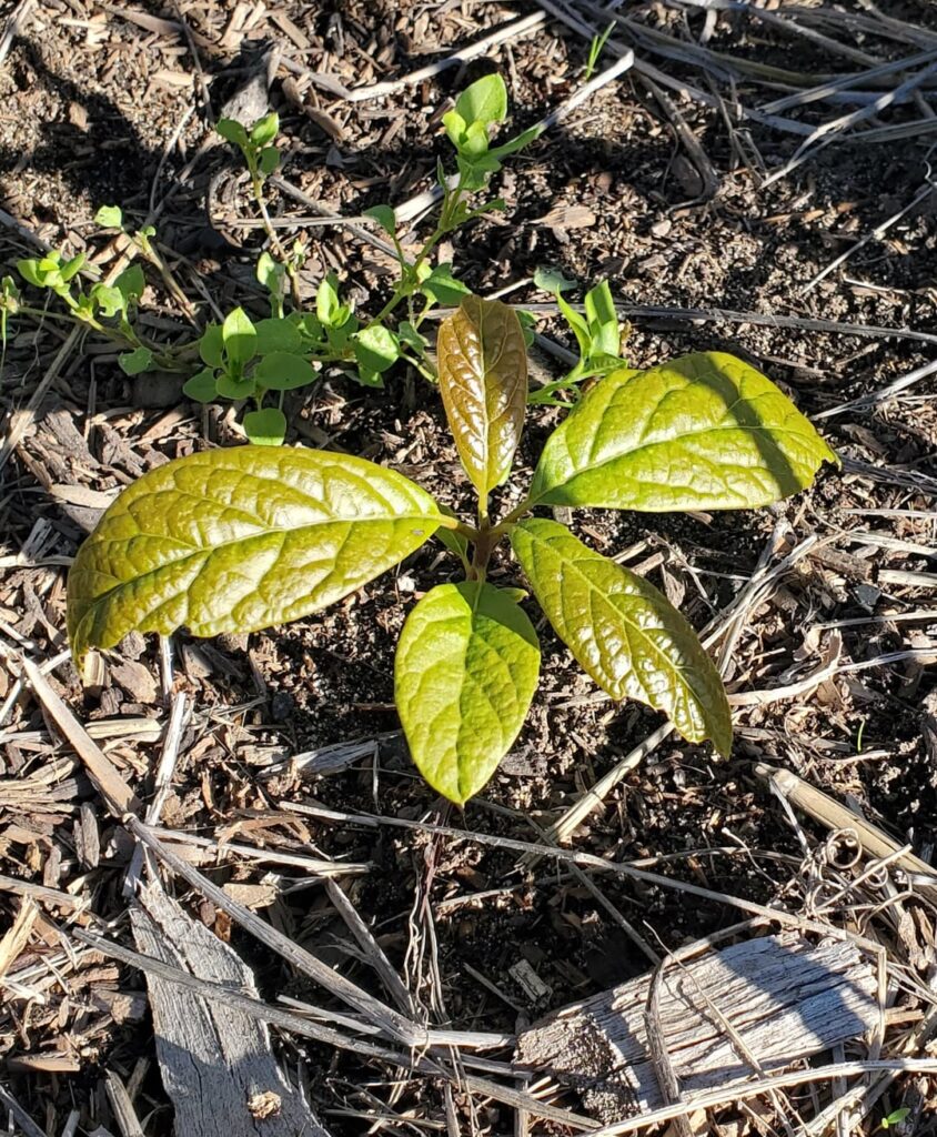 A few inches tall, randomly grew in garden