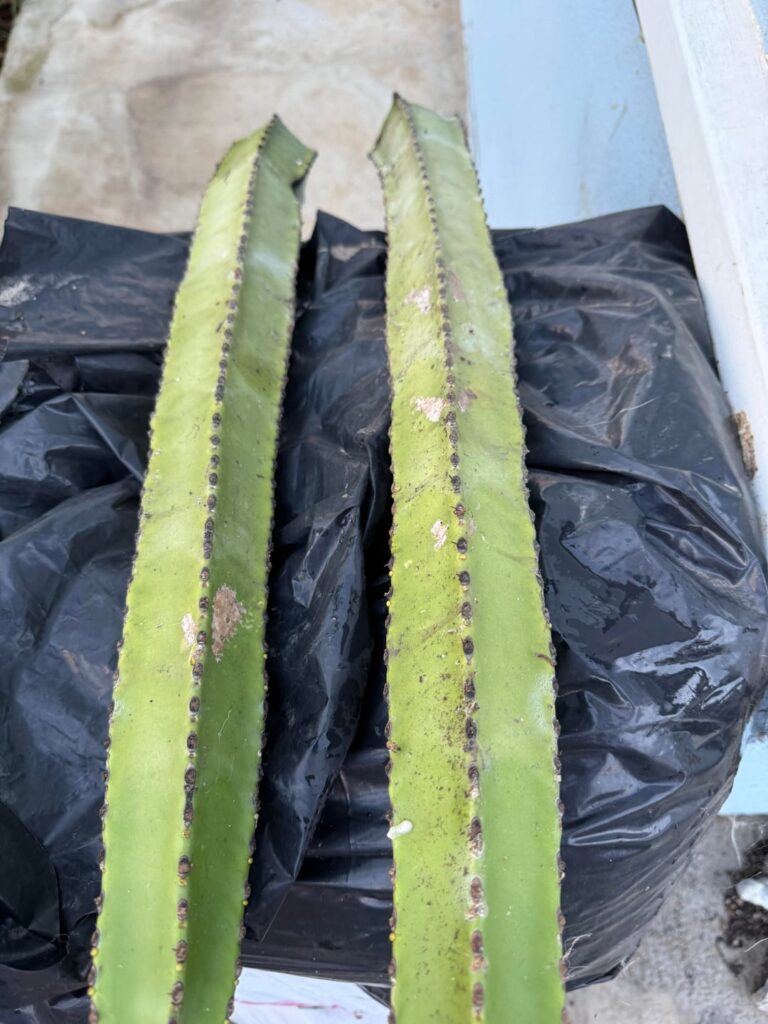 Can anyone tell me what euphorbia this is?