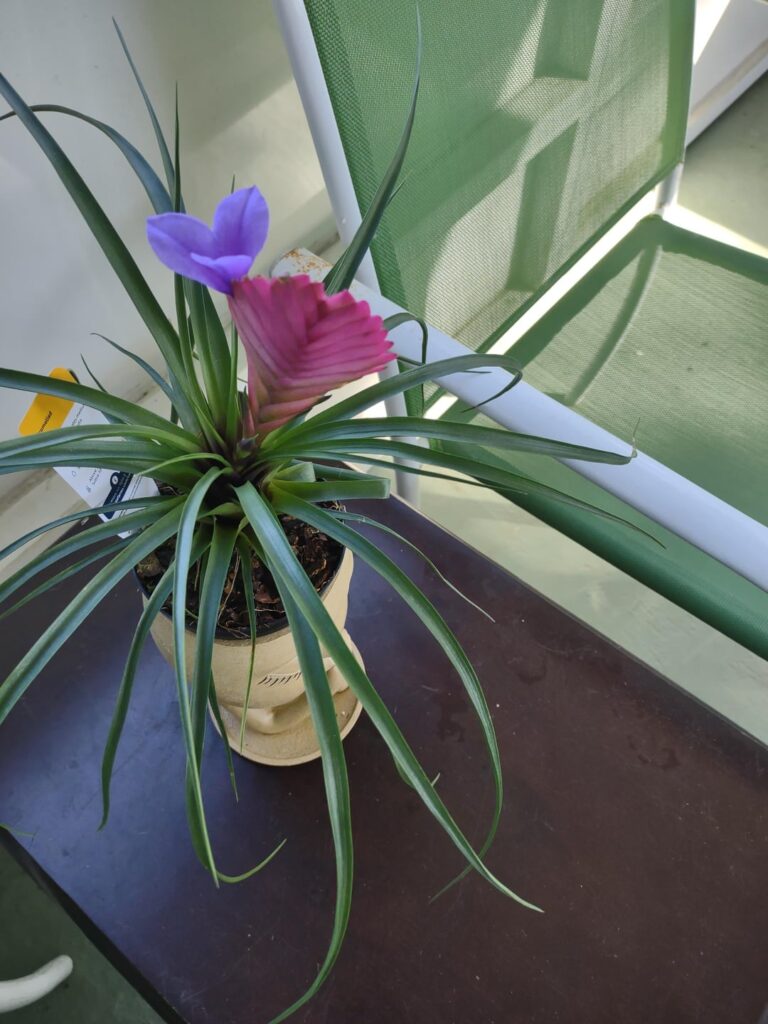 My bromeliad bloomed?