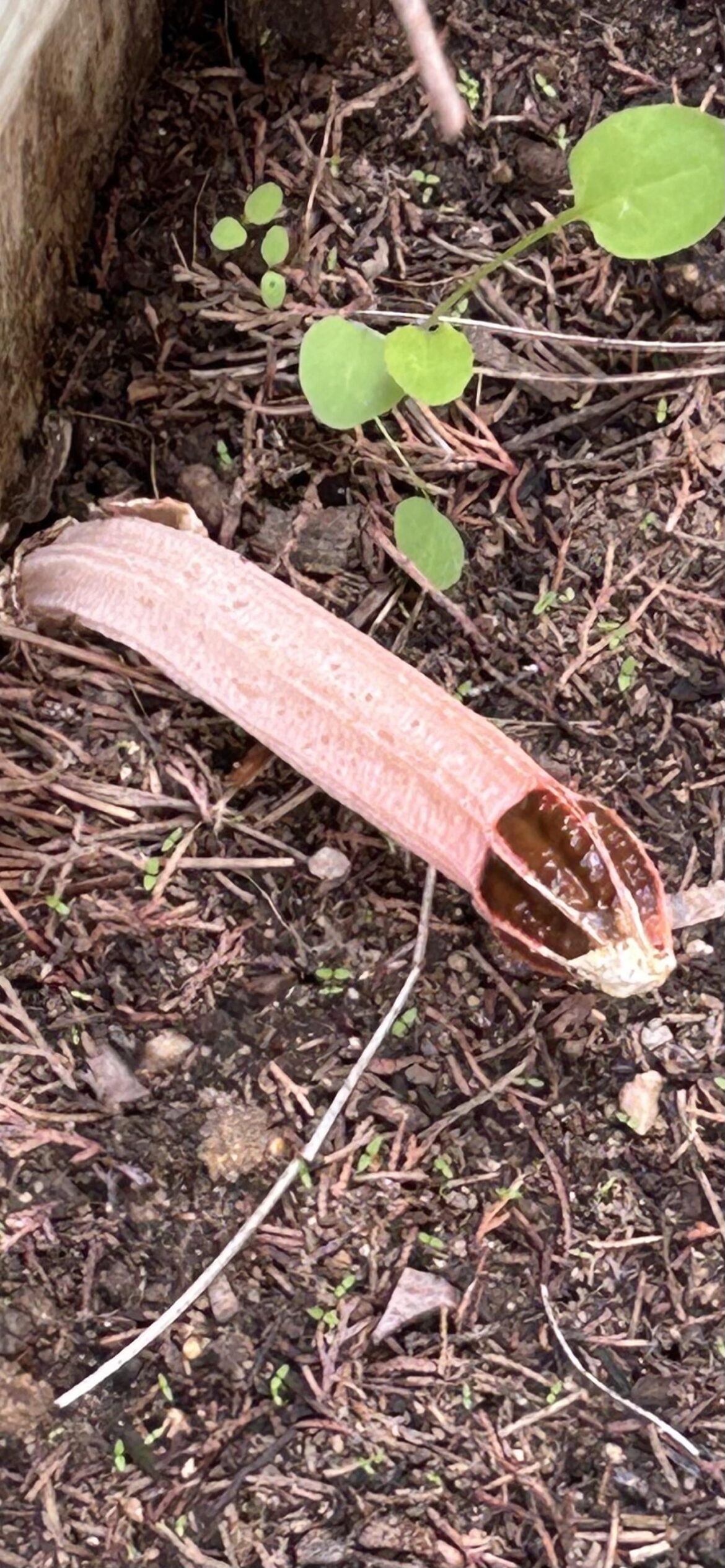 This one grew in one day.