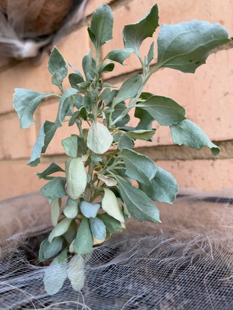 Is my Australian native saltbush over or under watered?