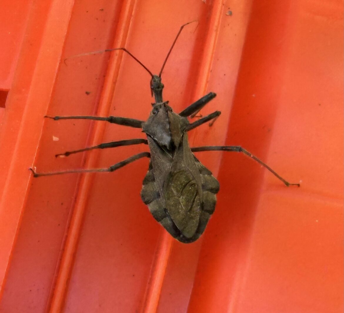 Im afraid this lovely assassin dude will be killed by the still-at- large, evil Chinese praying mantis if I relocate the dude to my flower garden. Am I right?