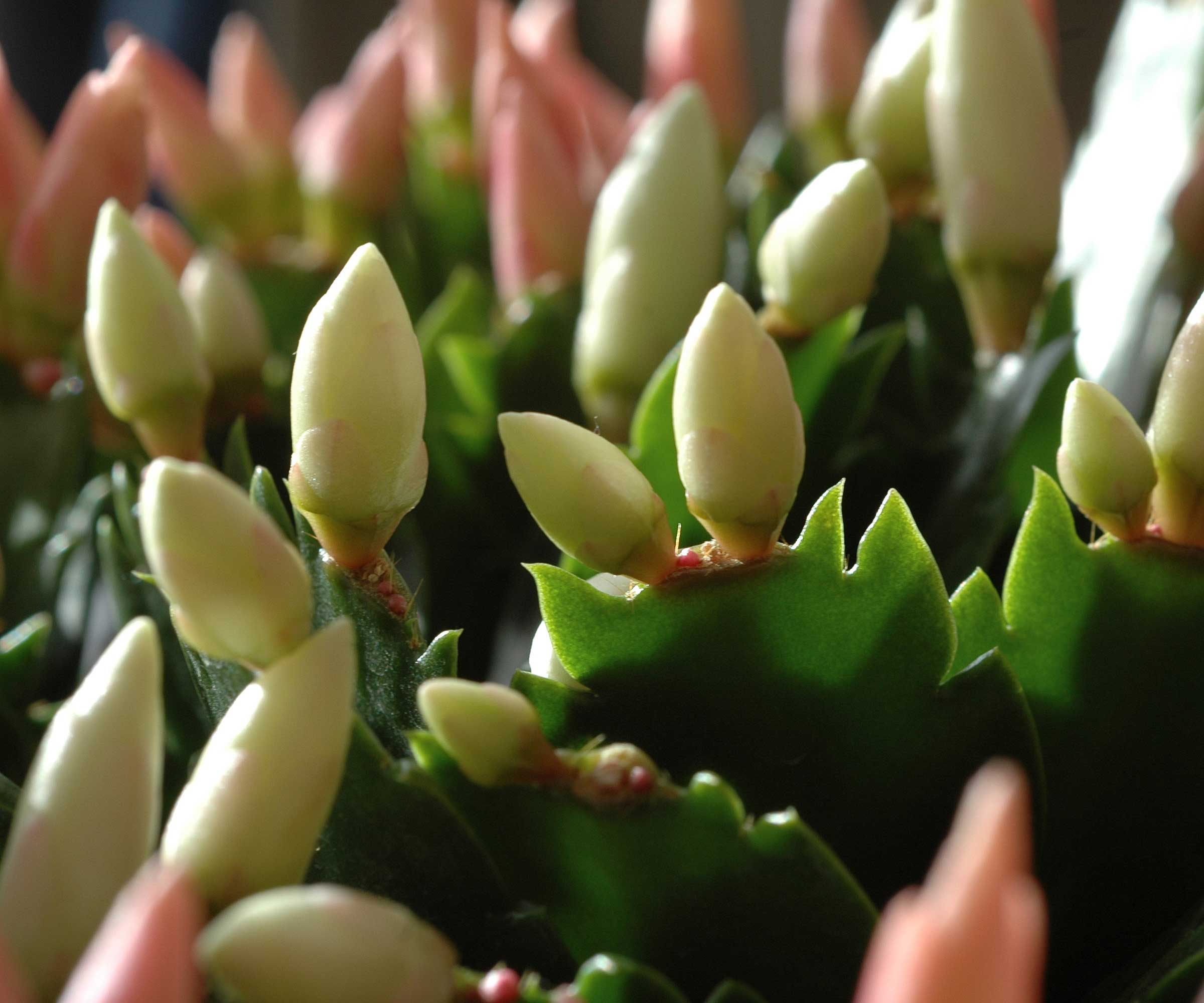 Christmas cactus buds