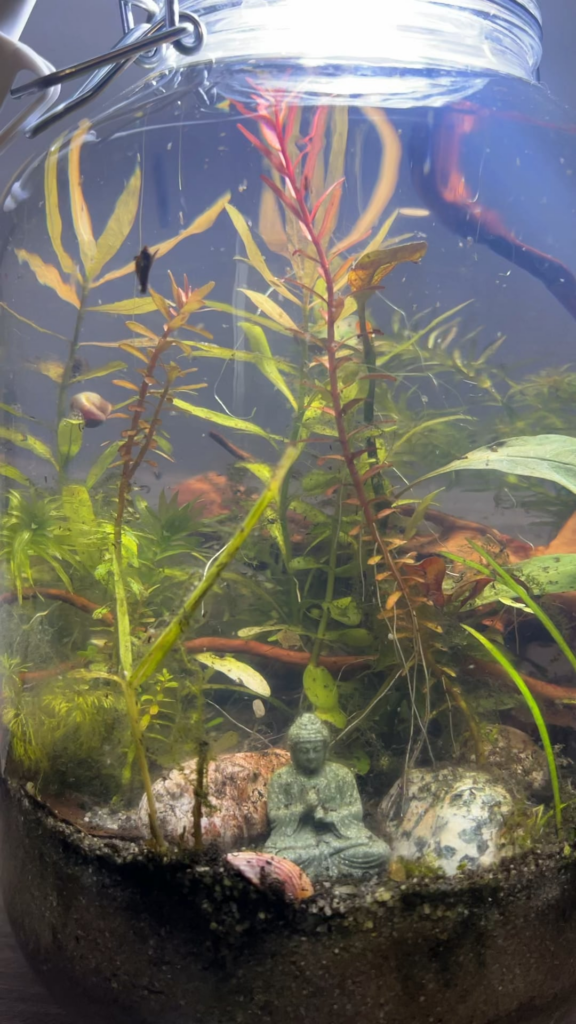 1 month old Jar thriving with life!