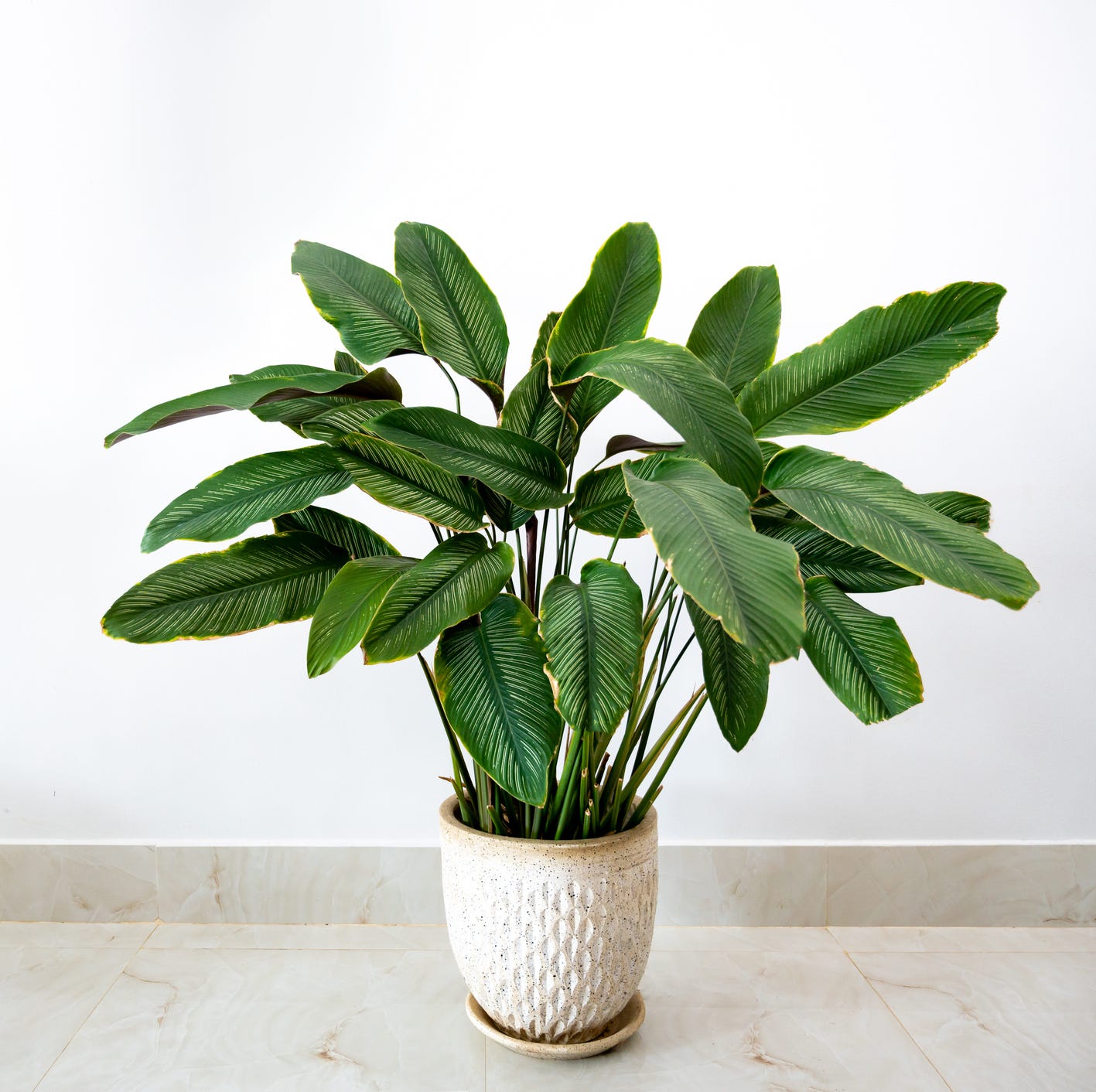 best plants for bedroom calathea