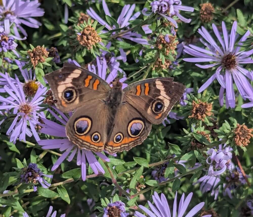 One Reddit user's stunning photo of a Common Buckeye butterfly on a vibrant purple aromatic aster was shared.