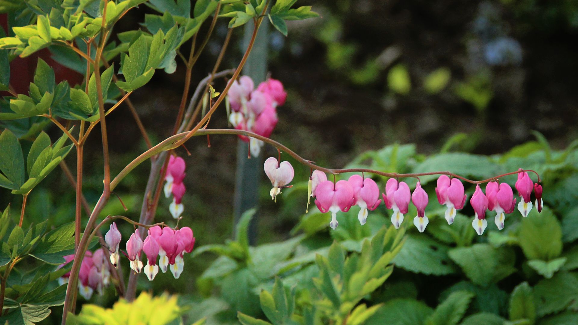 bleeding heart plant in gardens