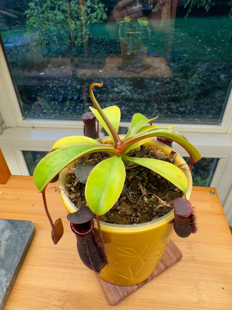Help with Nepenthes ID Help with Nepenthes ID