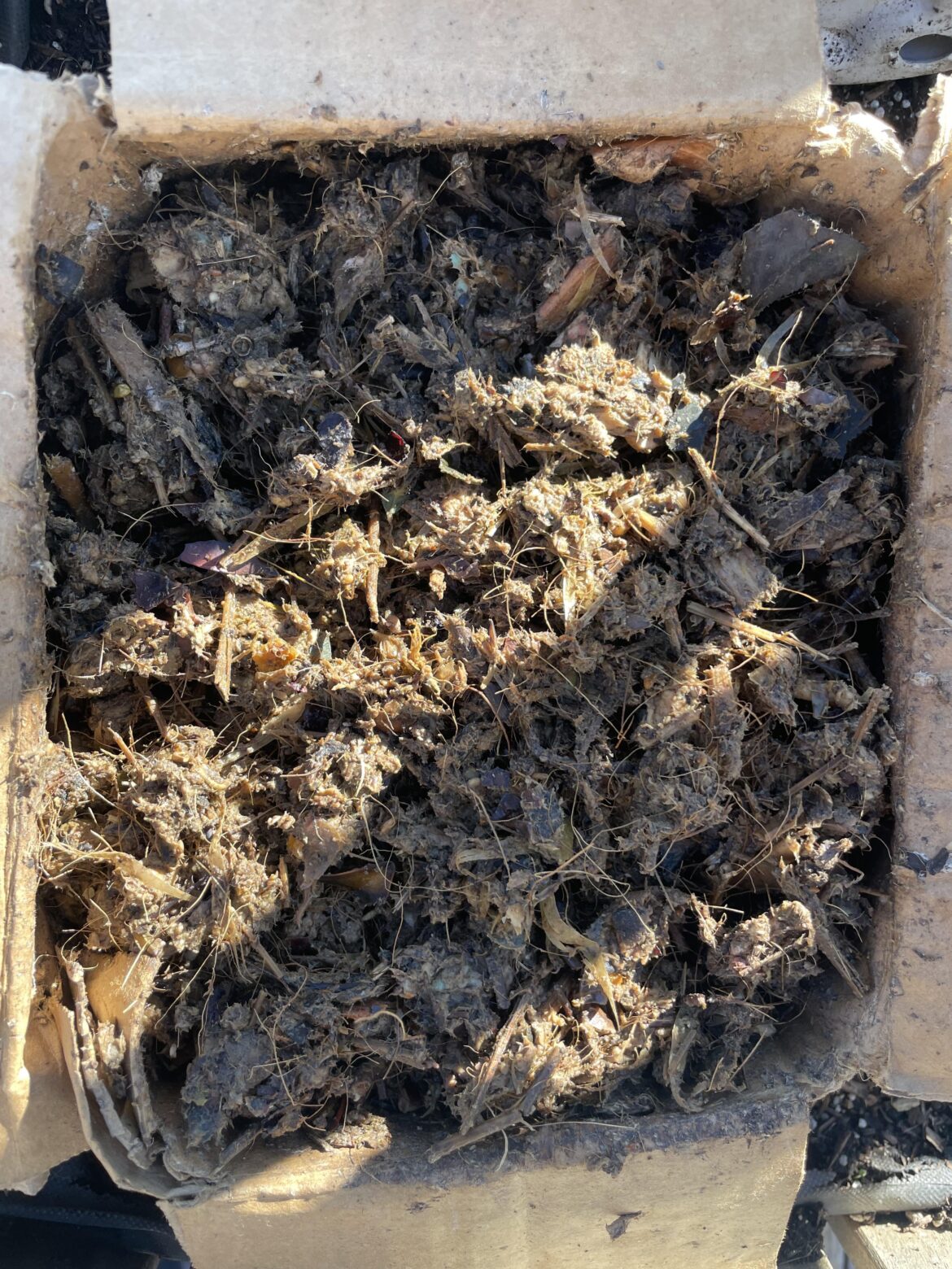 Balcony Compost Day 20