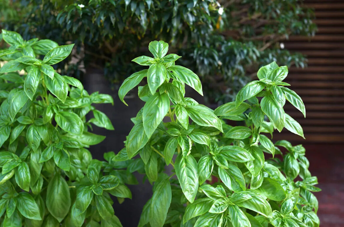 Yahoo lifestyle home