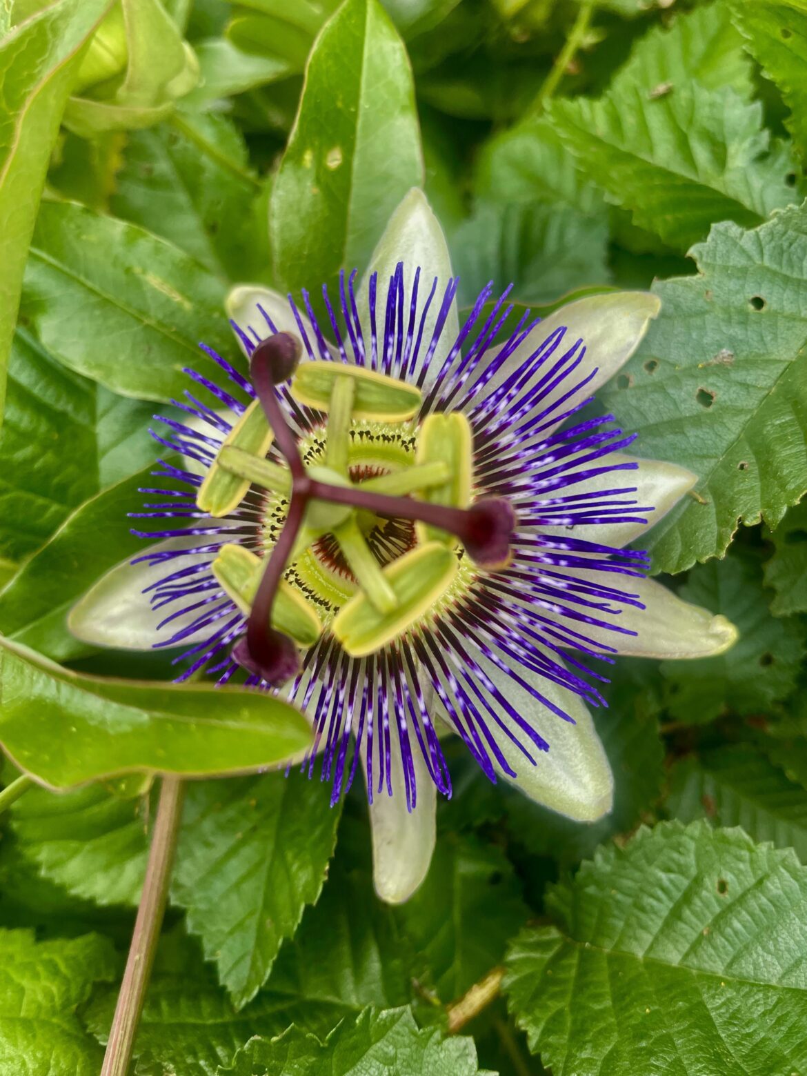 Saw this on my walk today - Passiflora - Passion flower (according to siri)