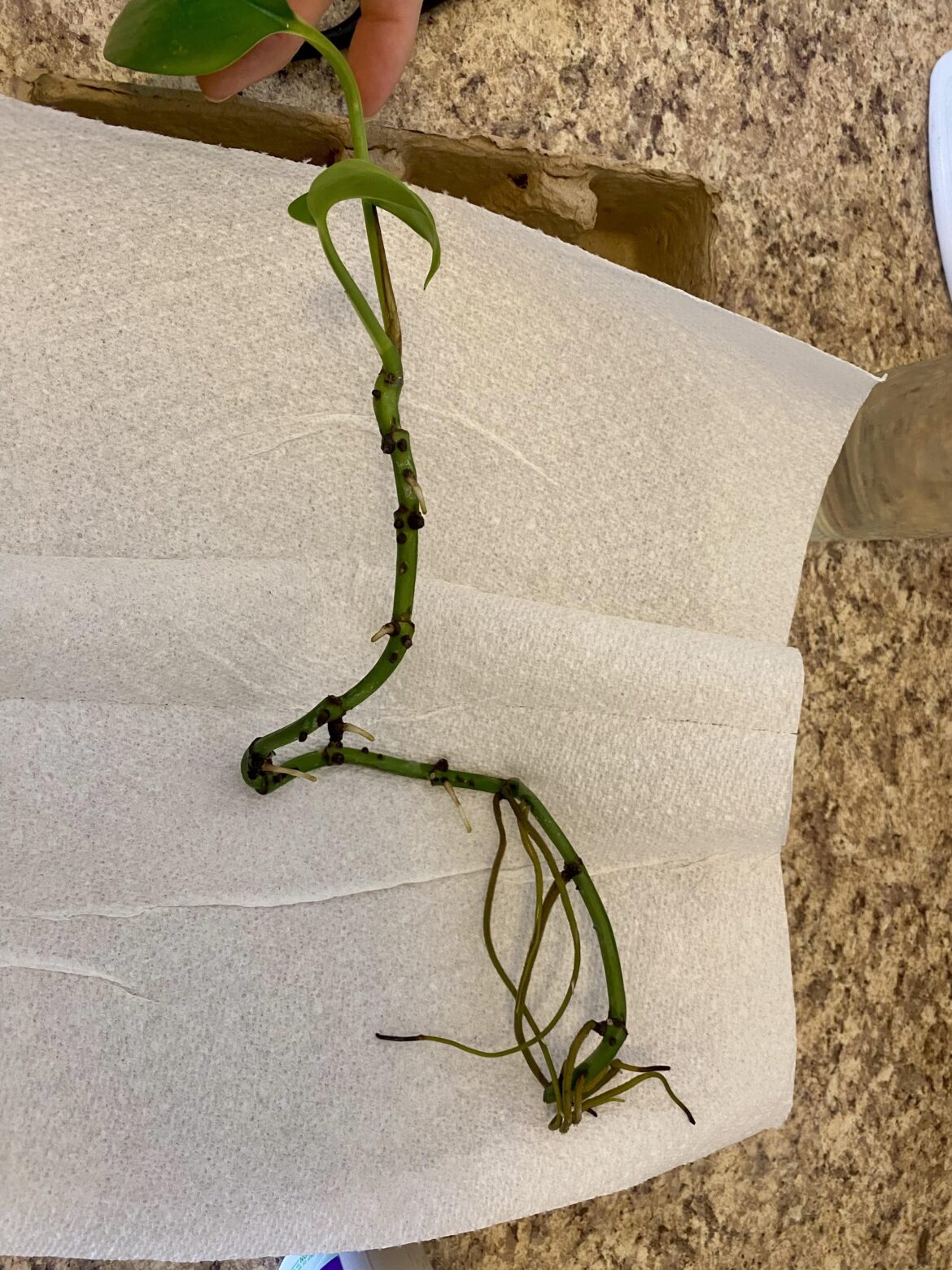 Where exactly to cut for propagation?