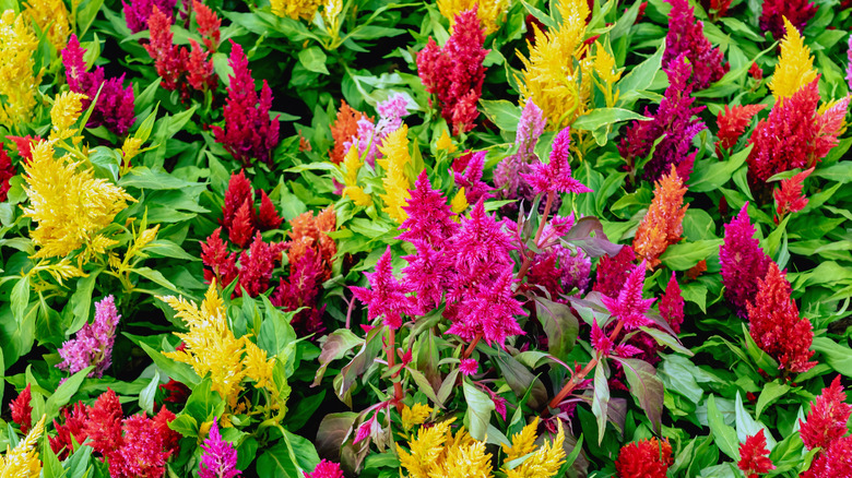 multicolor celosia flowers