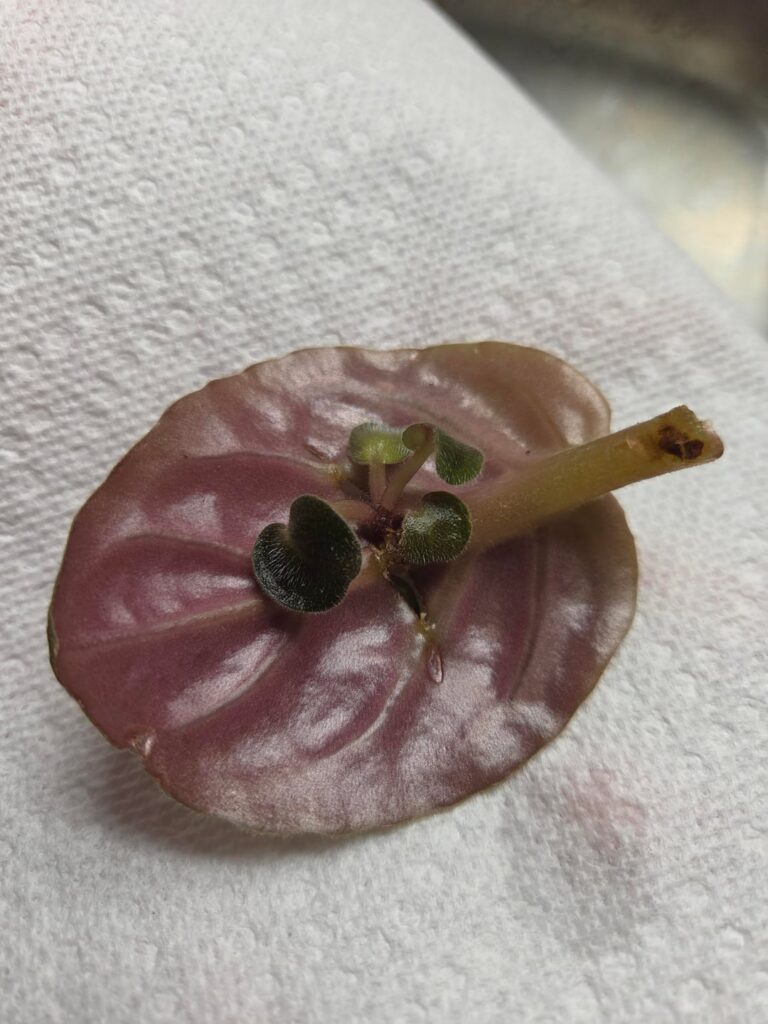 African Violet prop