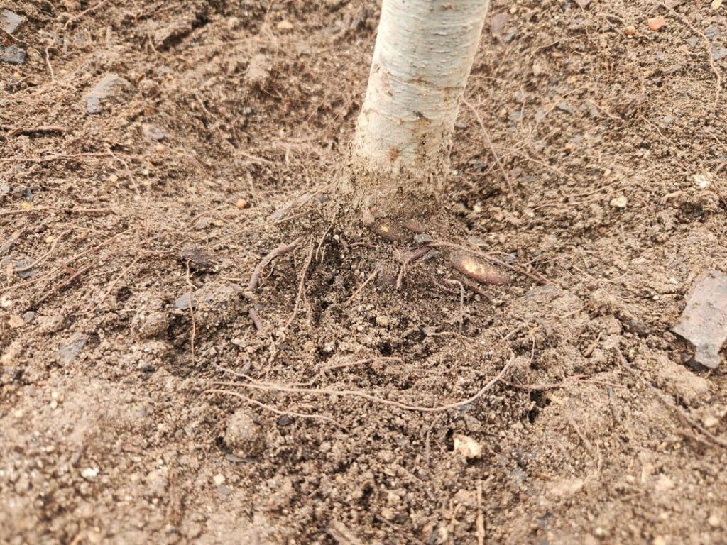 Follow Up: Newly Planted Monterrey Oak Central TX