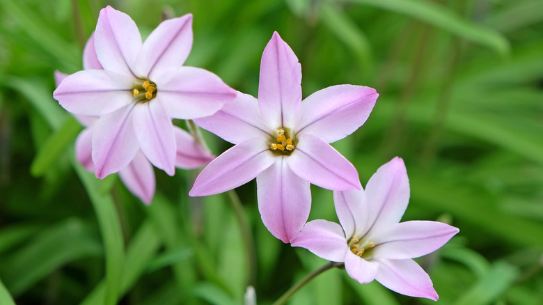 Pink starflower or Ipheion, 'Charlotte Bishop'