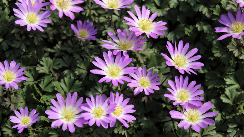 Pink windflowers in bloom