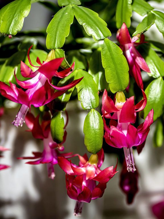 Close-up of Christmas cactus flowers
