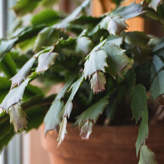 Close-up of Thanksgiving cactus leaves