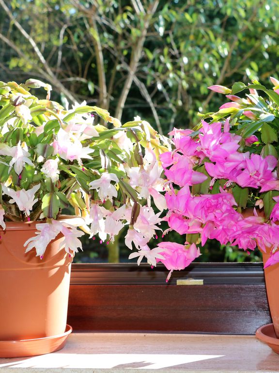 Pink and white flowers of Thanksgiving cactus