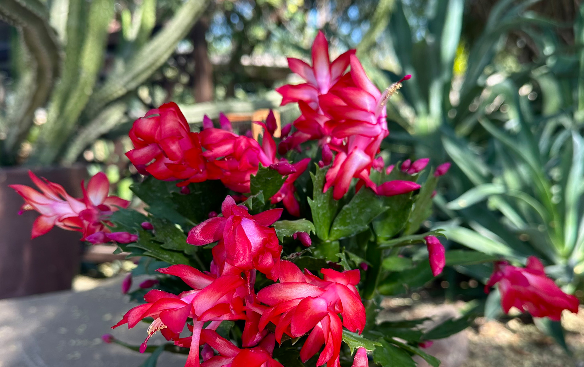 blog-christmas cactus