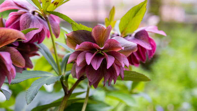 Christmas rose flowers closeup