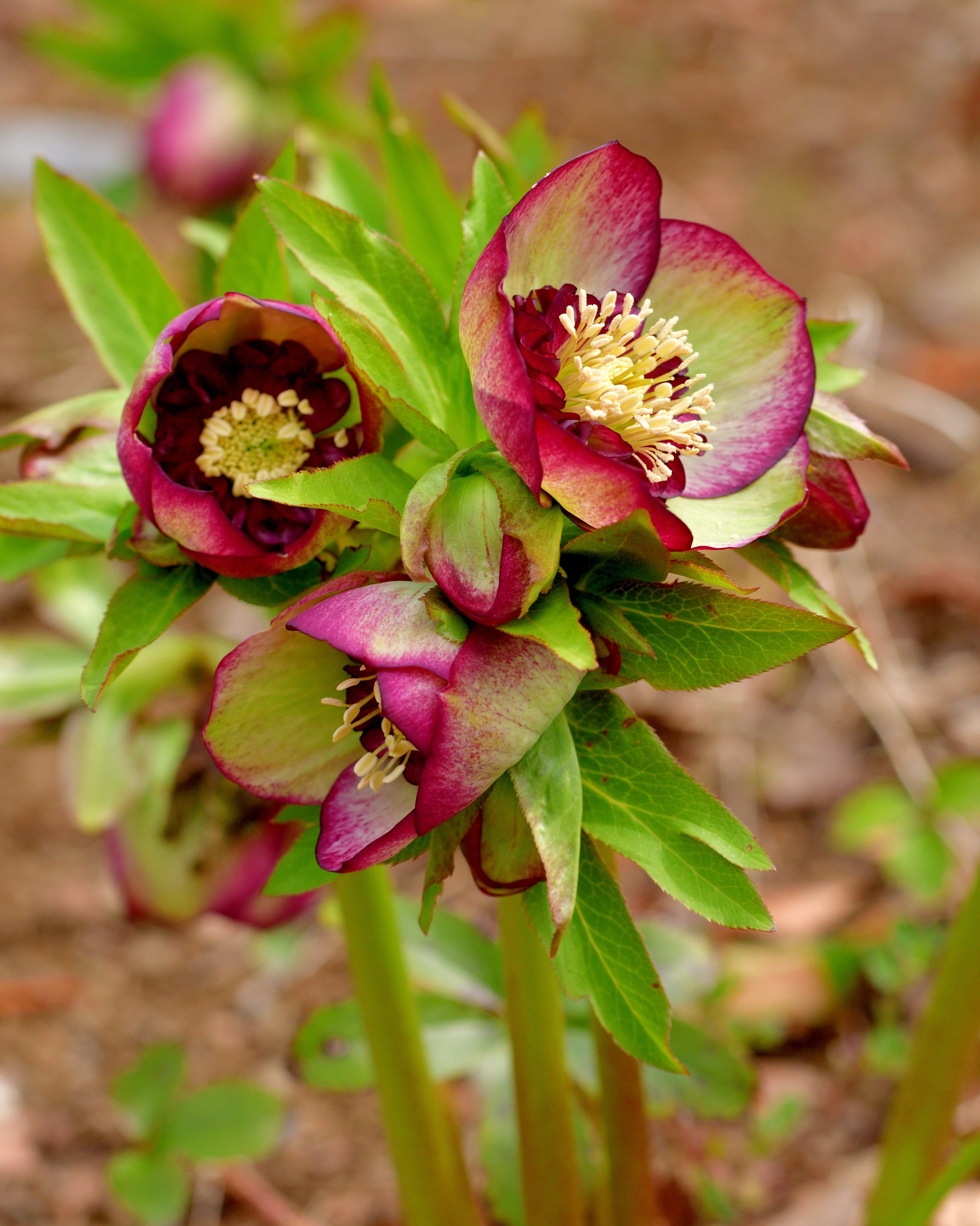 black hellebore, also called christmas rose or winter rose, is an evergreen, perennial flowering plant in the buttercup family (ranunculaceae). christmas rose plant is toxic. the flowers of five petals come in various colors, including white, red, pink, purple, green, yellow and apricot, and appear during winter, often at christmas, in mild climates and in late spring in colder areas.