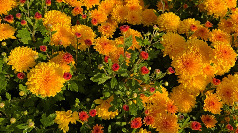 Golden yellow mums in various stages of bloom.