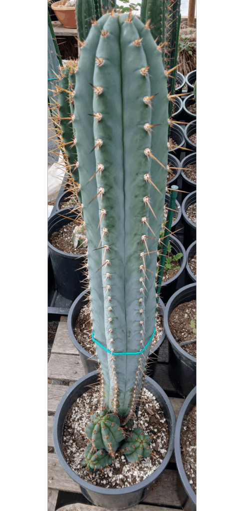 Icaros Dna