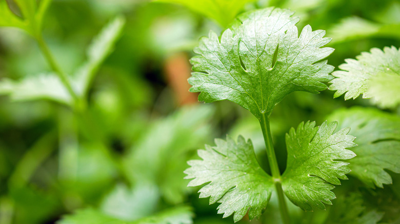 Close-up of fresh cilantro leaves