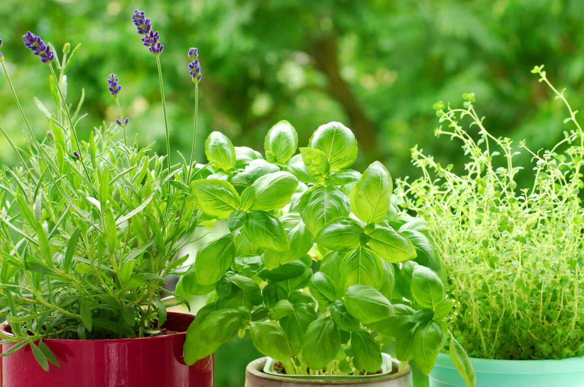 Gardener shares brilliant hack to keep pests off plants: ‘It definitely works’ One TikToker revealed how sprinkling cinnamon all over her garden kept bugs away from her plants.