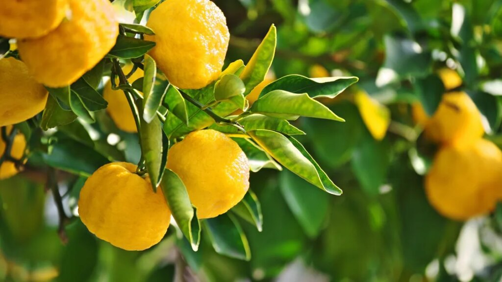 How to Grow a Backyard Citrus Hedge (Privacy + Fruit!)