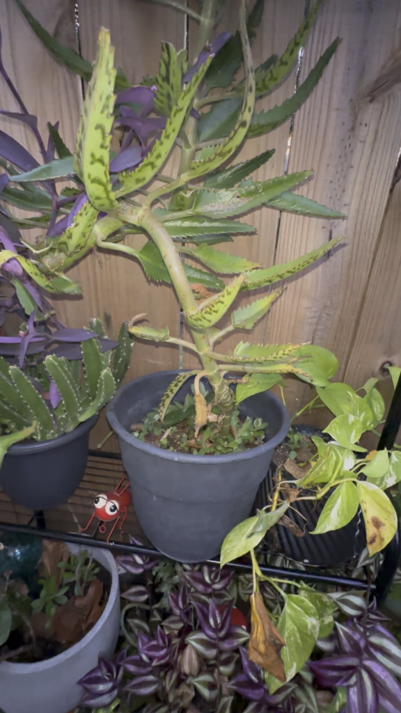 Need help because I have no idea what to do with this mother of thousands lol