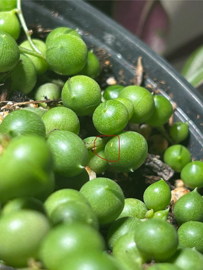 Uh oh thrip Uh oh thrip