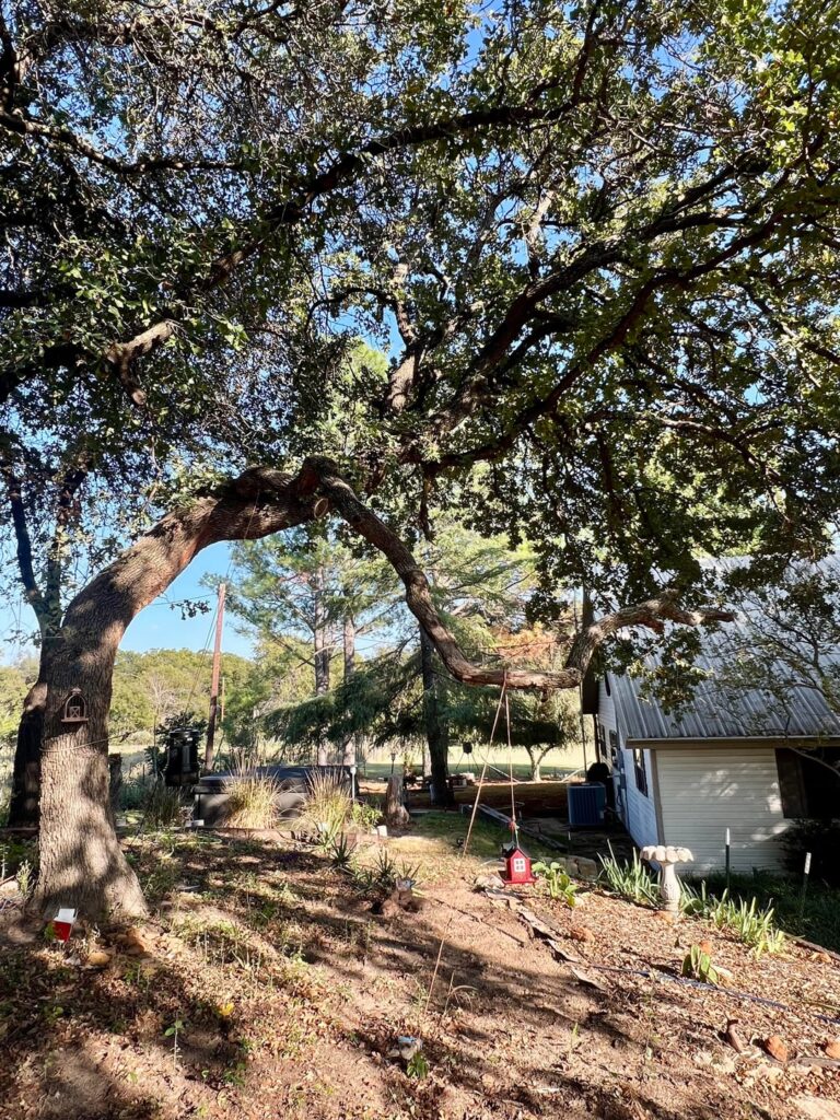 Advice needed please! Will this large oak fall on our house?? Advice needed please! Will this large oak fall on our house??