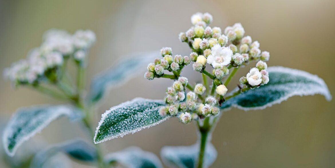 How to Protect Your Plants from Frost How to Protect Your Plants from Frost
