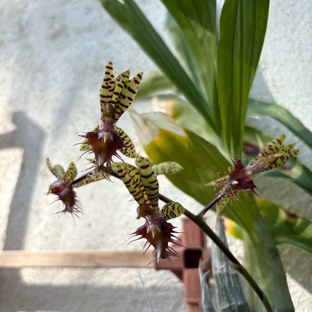 This little alien greeted me today