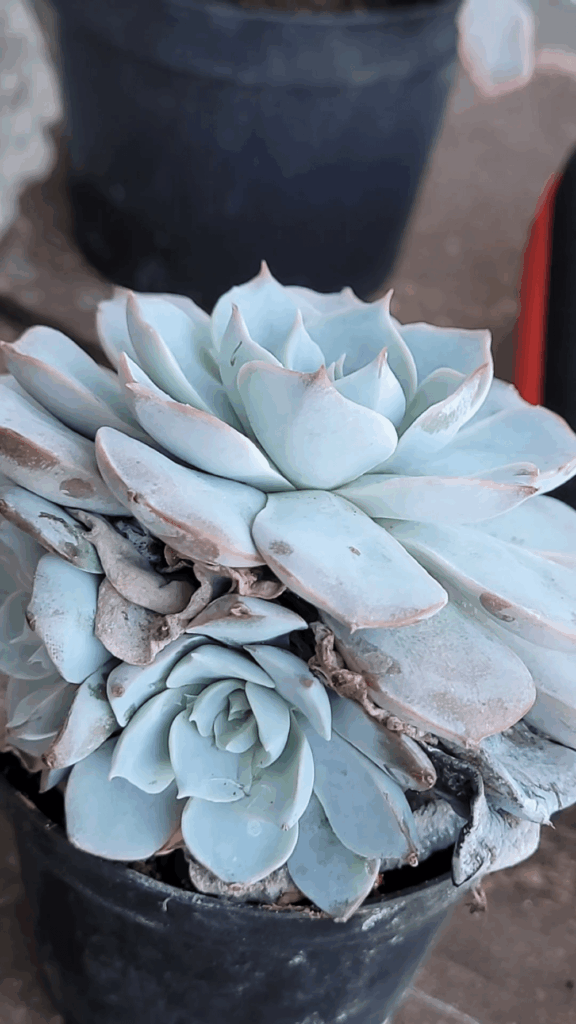 Echiveria Hyperlapse Cleanup