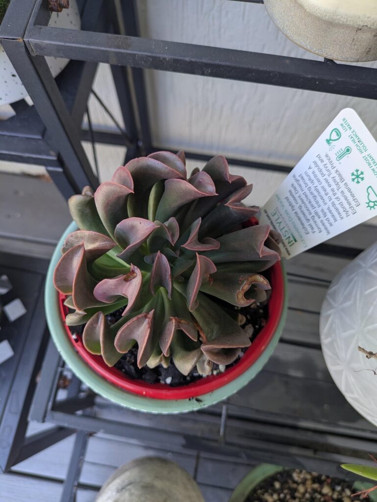 I Just Can’t Leave Without Them.