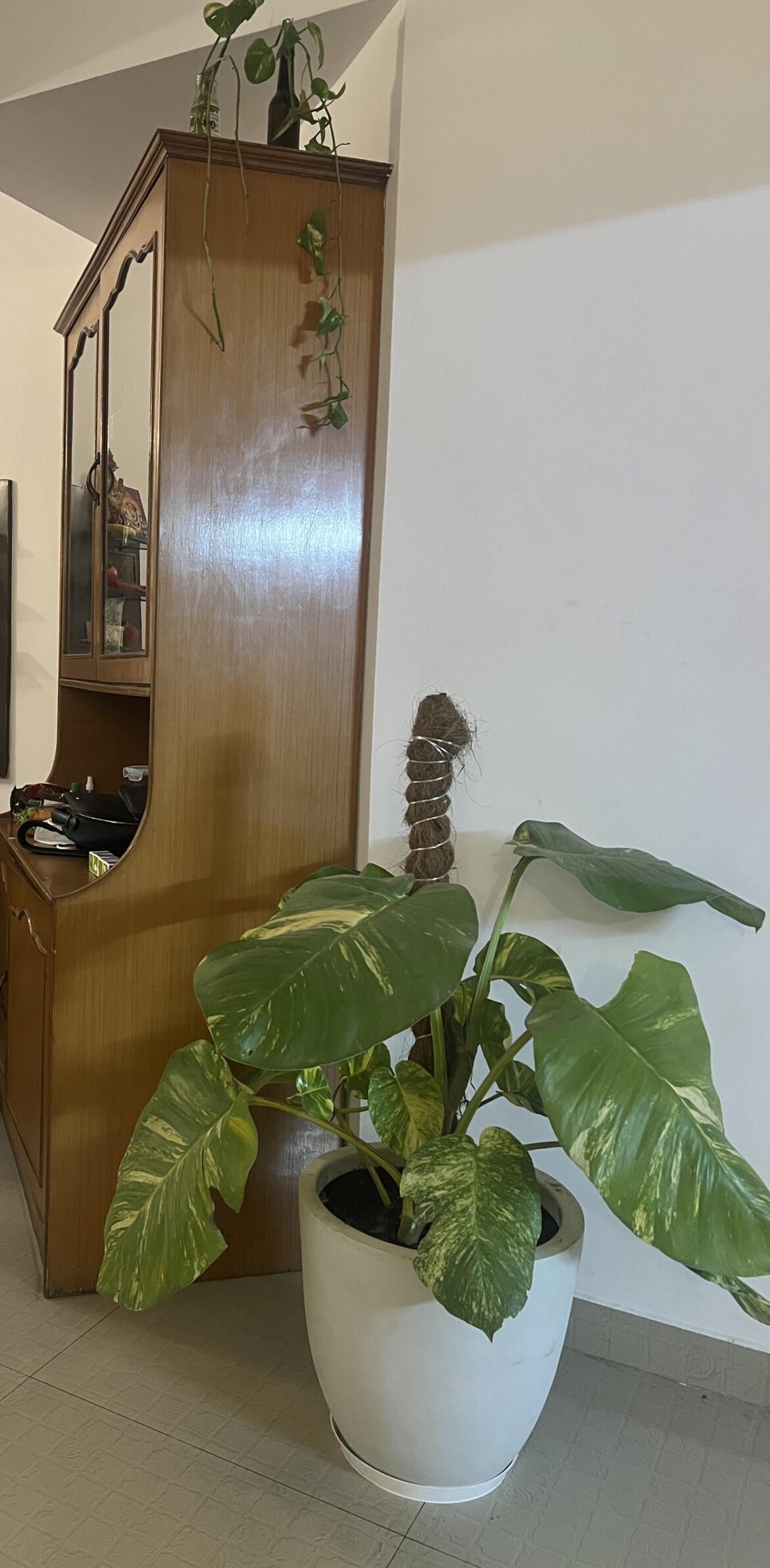 Loving my new Big Leaf Money Plant. Any tips for care, welcome