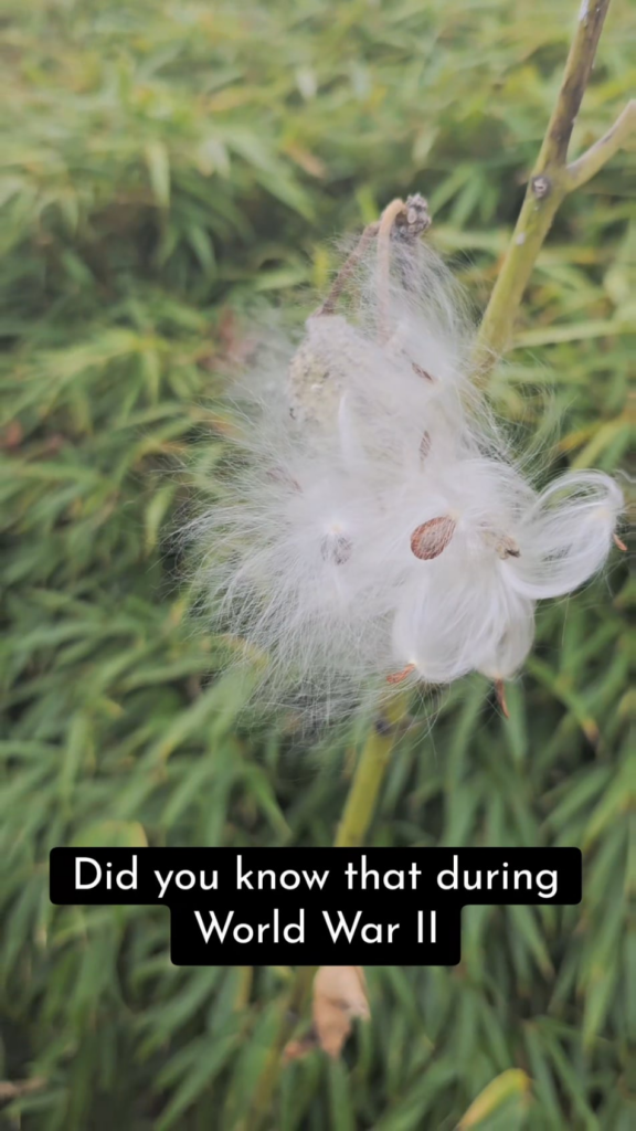 How to separate milkweed fibers from the seeds! Also please do not play with fire. 🔥