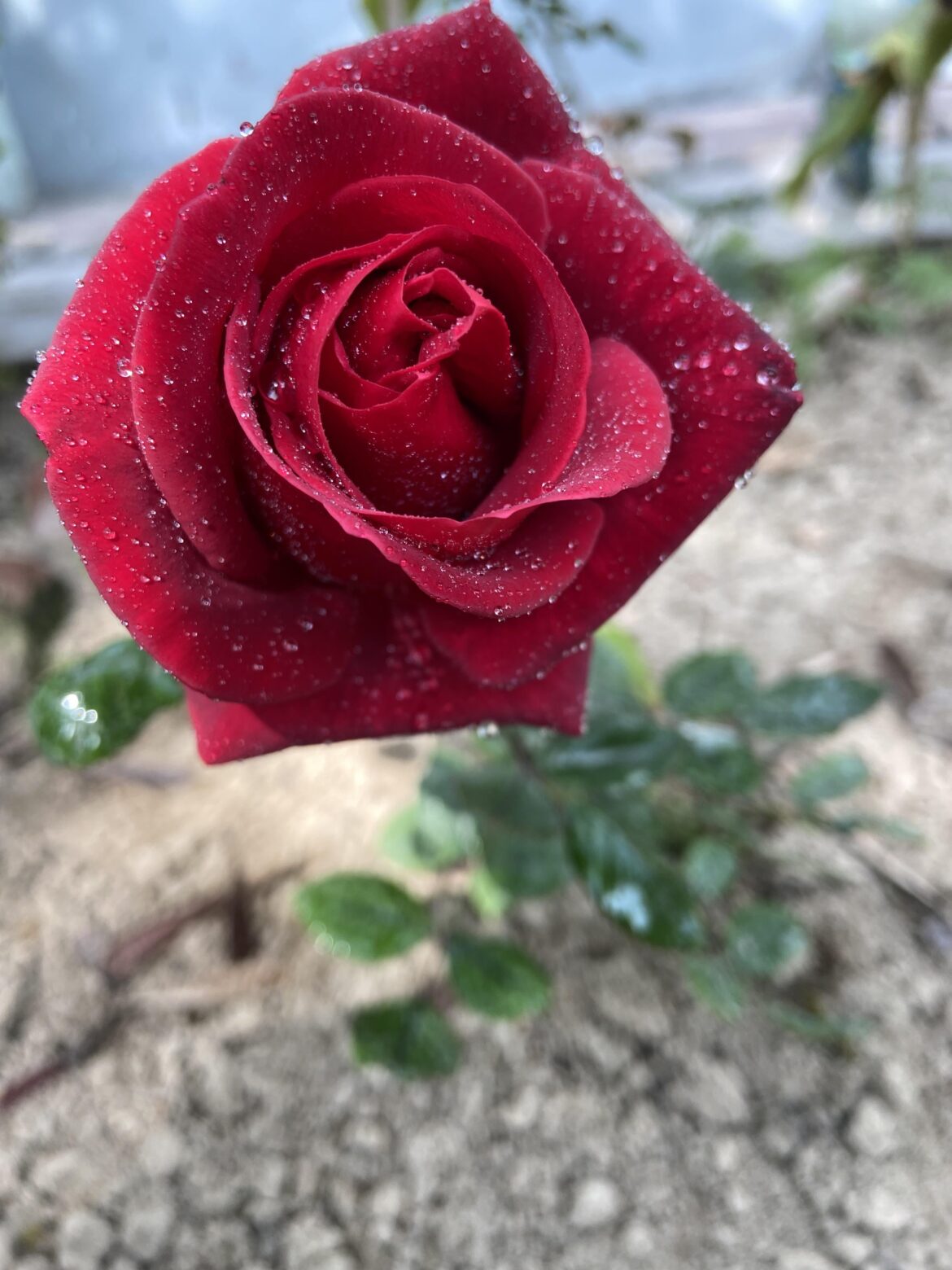 Another Rose