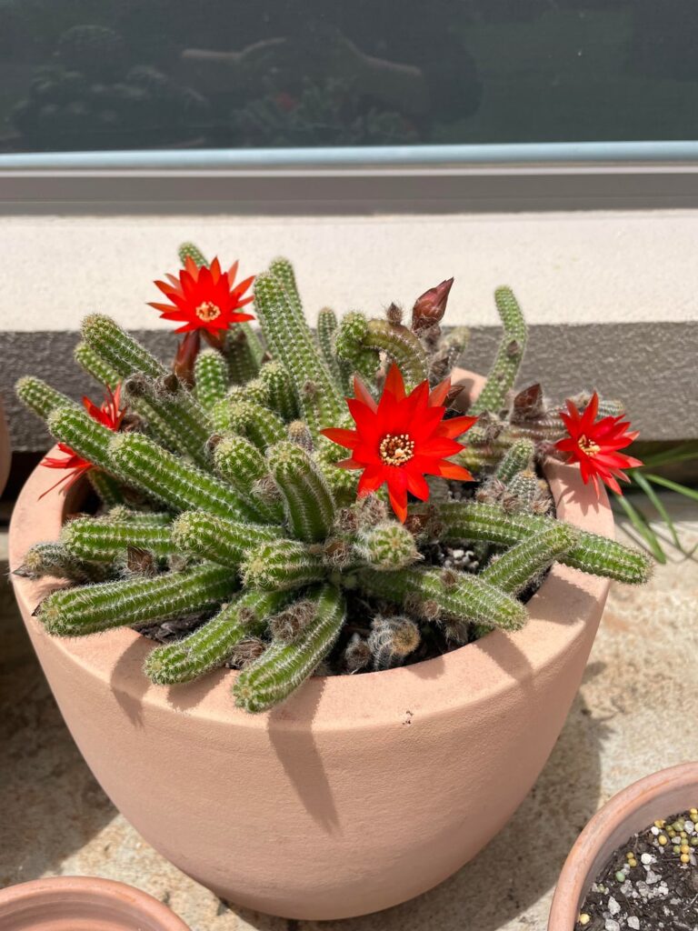 The first blooms of spring (in Australia)