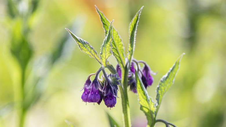 the purple flowers of a comfrey plant