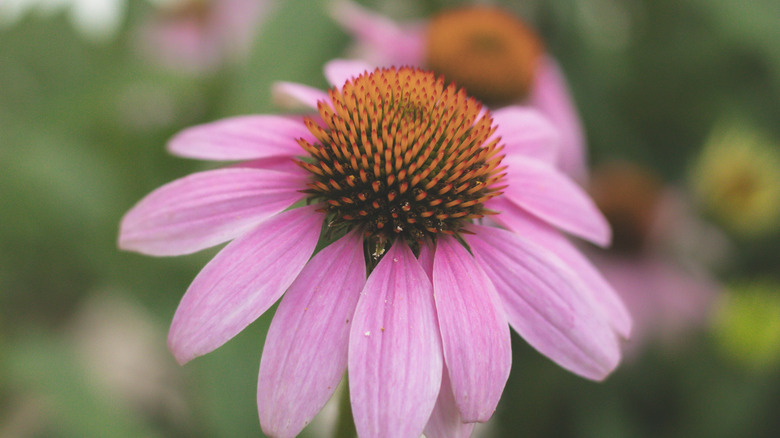 Bloom of a purple coneflower