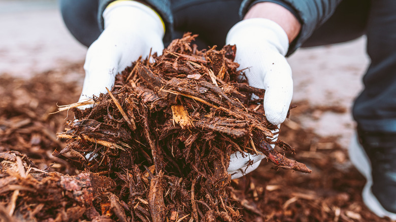 hands holding mulch