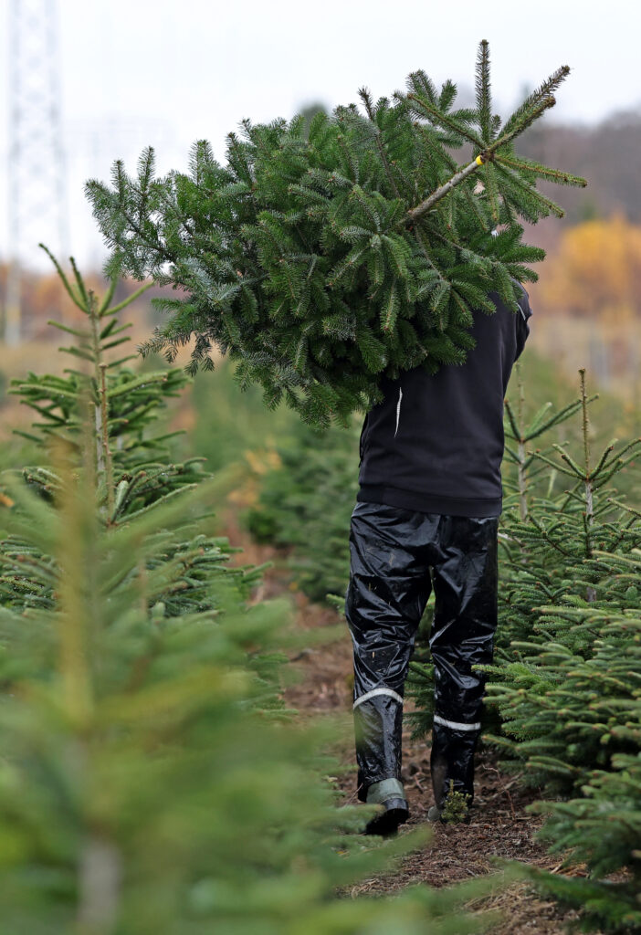 A man carrying a Christmas tree
