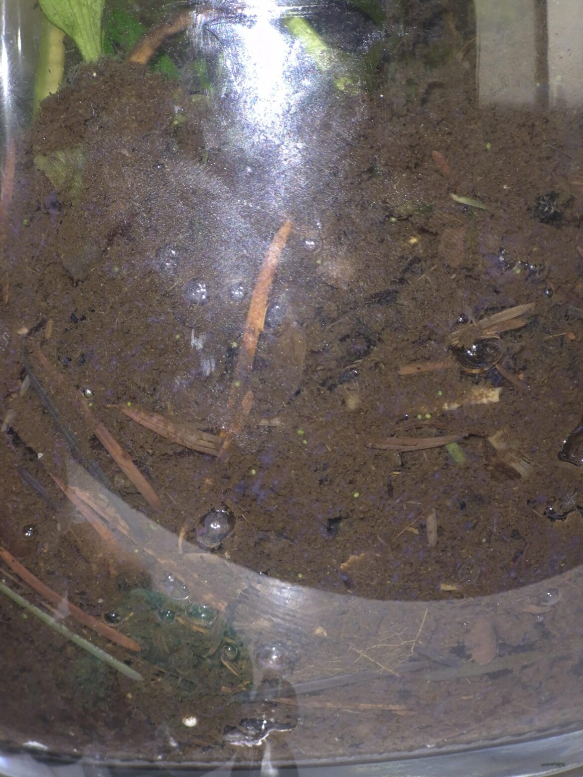 Purple specs in substrate?